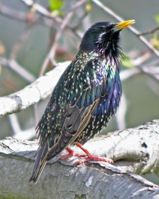 European Starling Photo by Jamie Chavez