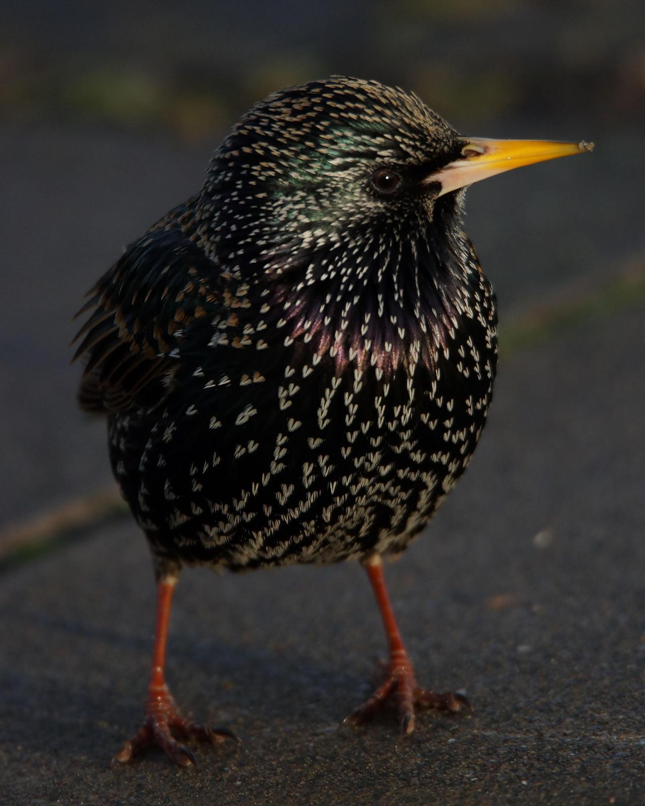 European Starling Photo by Steve Percival