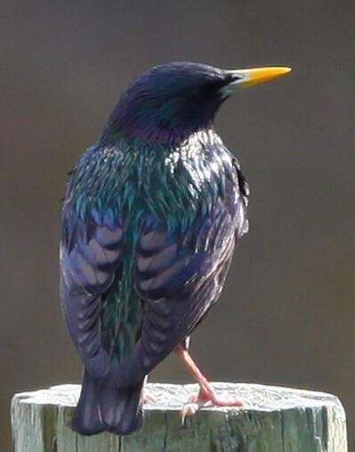European Starling Photo by Lucy Wightman