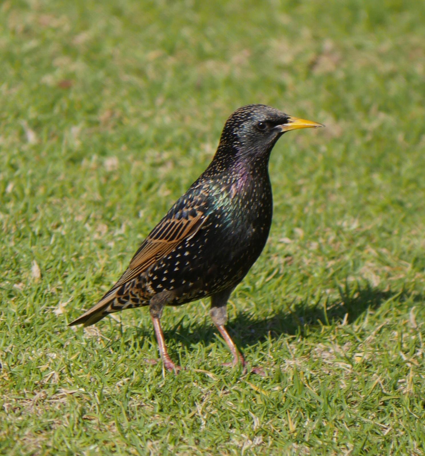 European Starling Photo by Peter Lowe