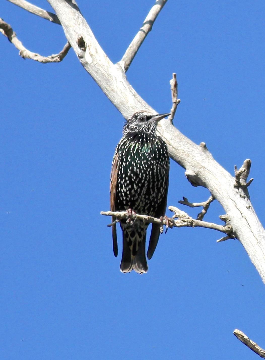 European Starling Photo by Kathryn Keith