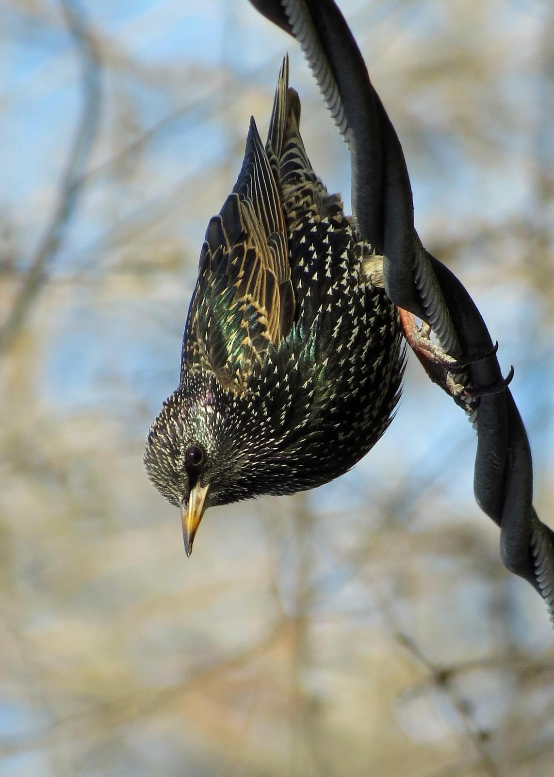 European Starling Photo by Kelly Preheim