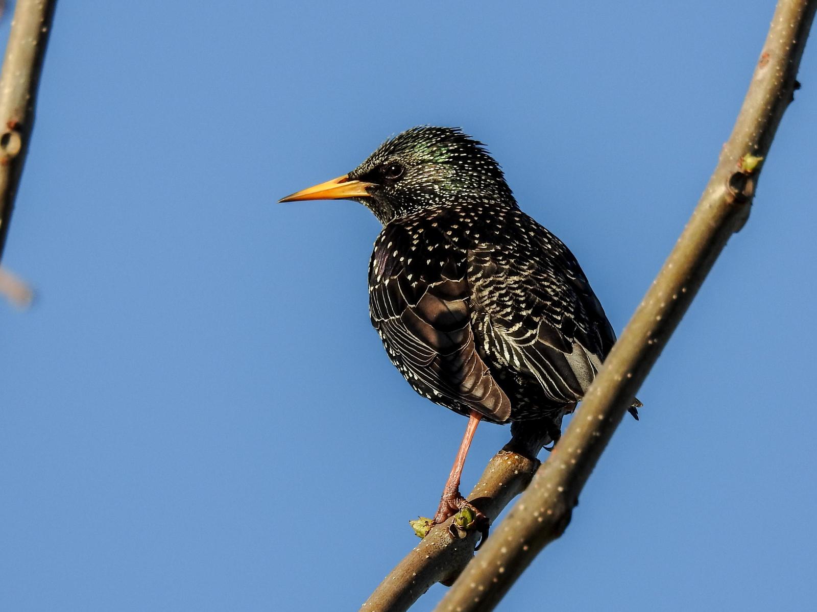 European Starling Photo by African Googre