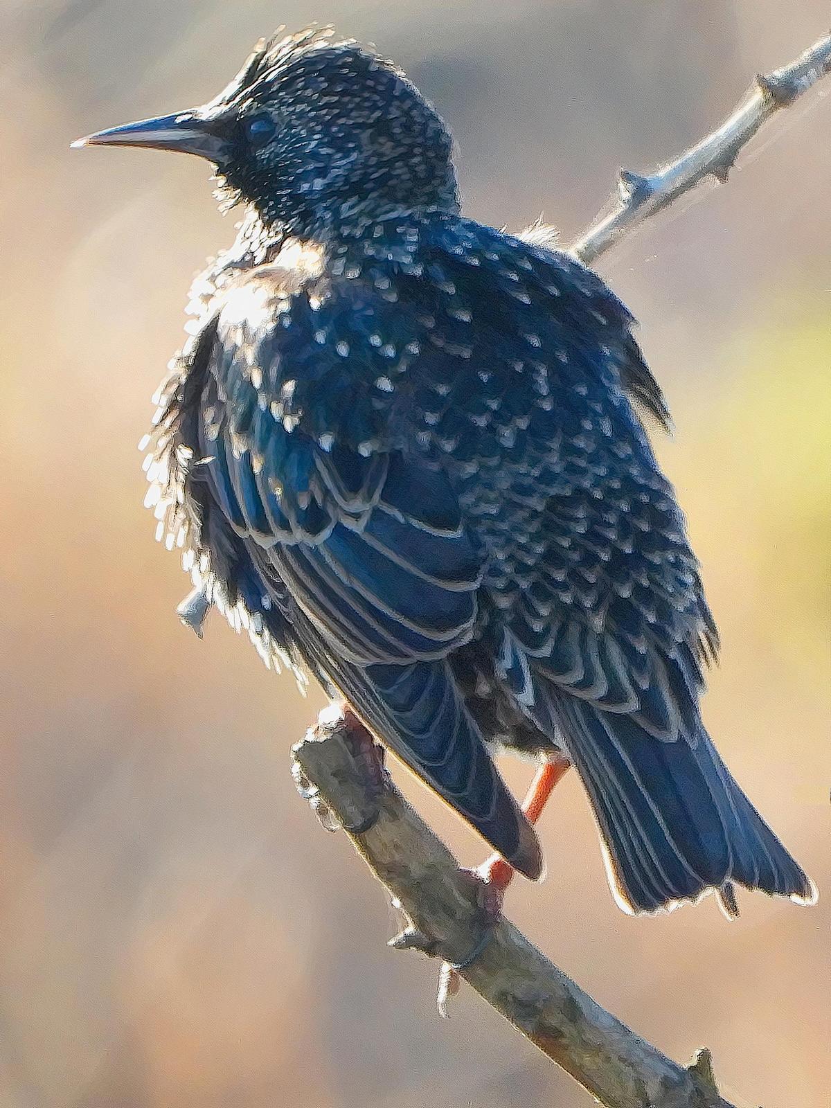 European Starling Photo by Dan Tallman