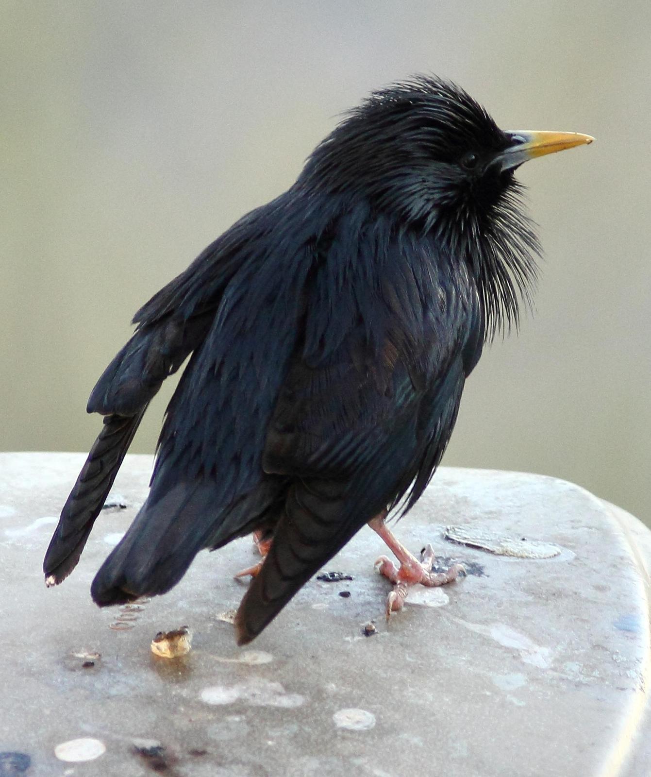 Spotless Starling Photo by Lee Harding