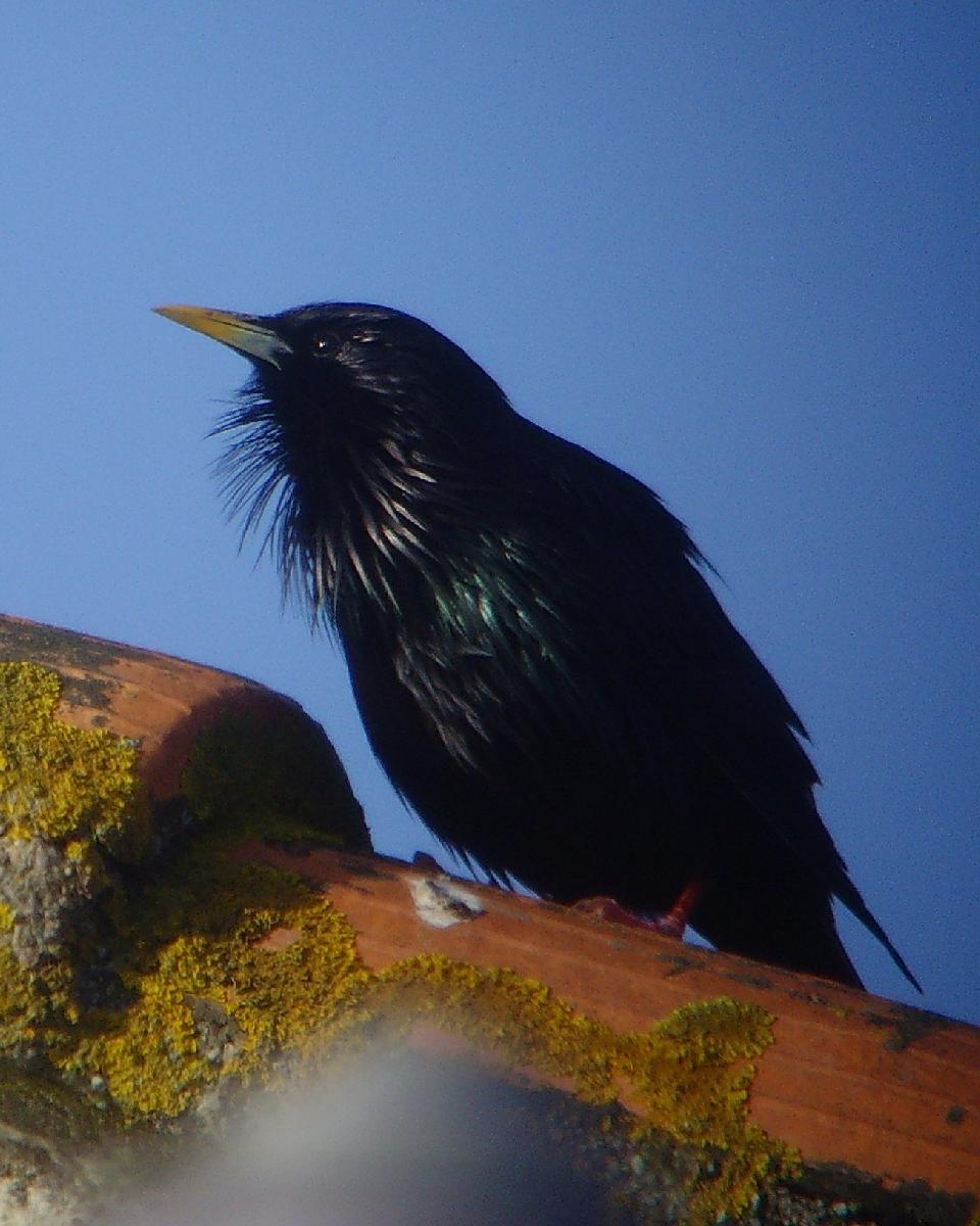 Spotless Starling Photo by Chris Lansdell