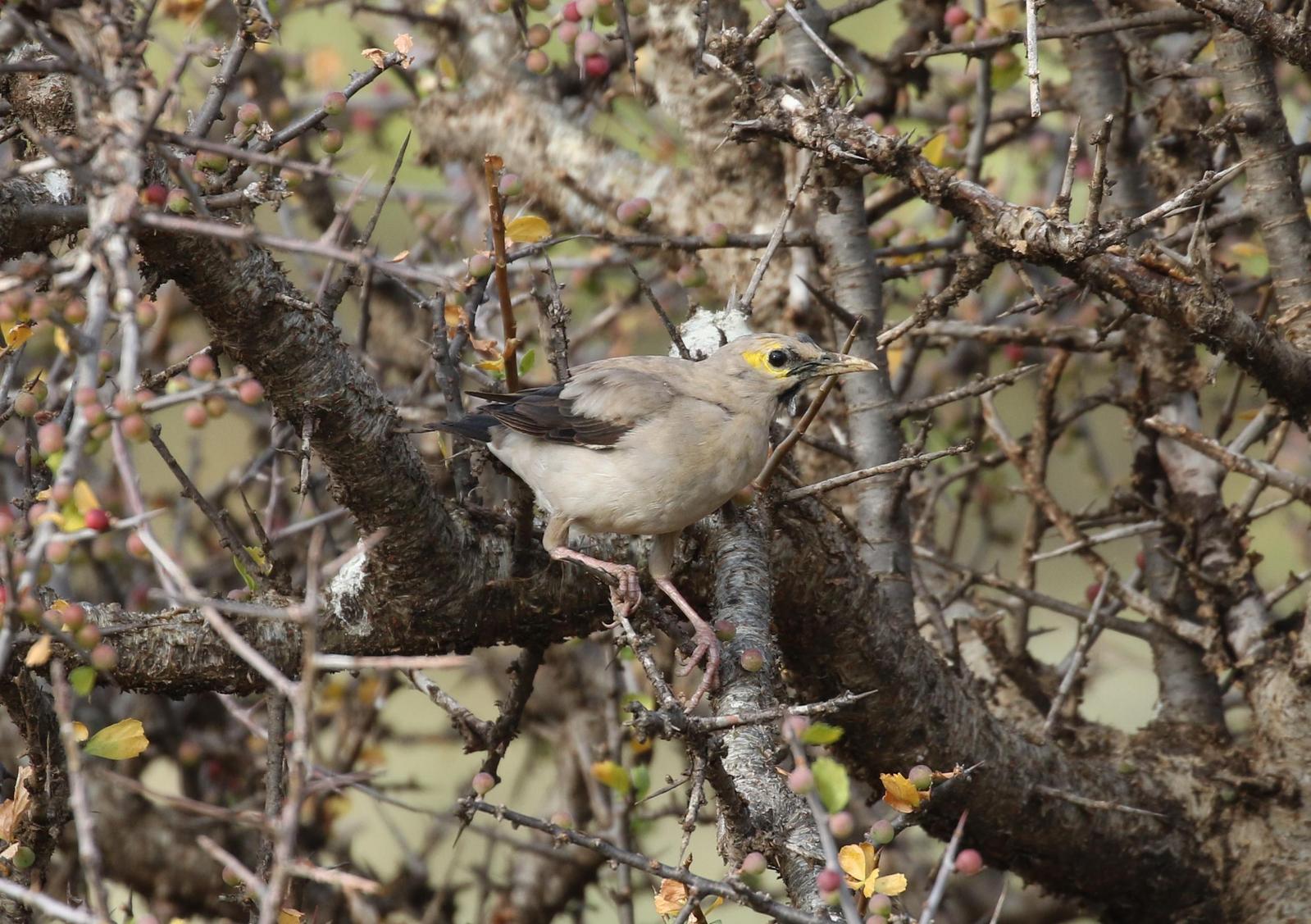 Wattled Starling Photo by Nate Dias
