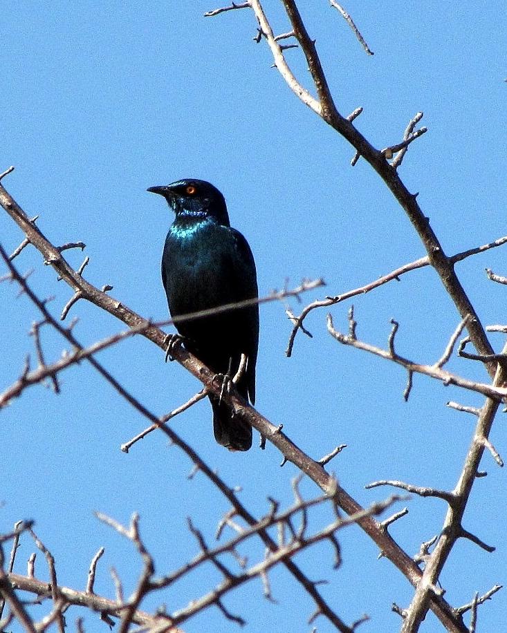 Cape Starling Photo by Richard  Lowe