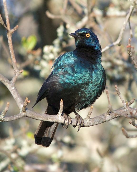 Cape Starling Photo by Denis Rivard
