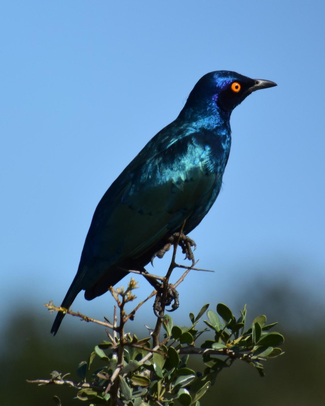 Cape Starling Photo by Steve Percival