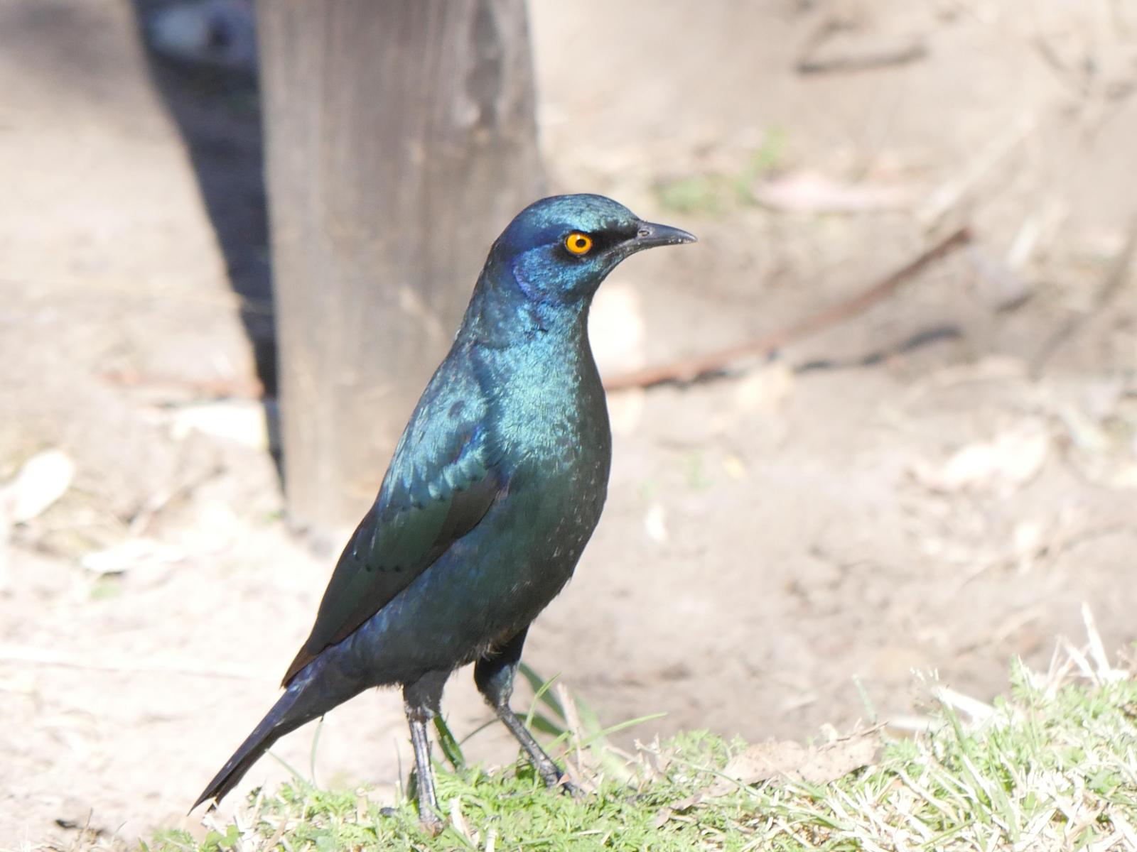 Cape Starling Photo by Peter Lowe