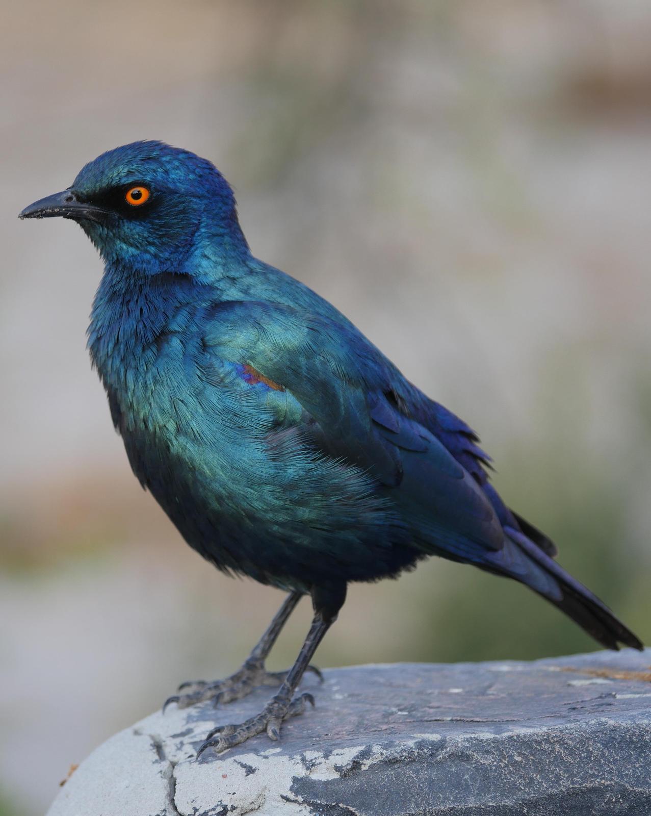 Cape Starling Photo by Peter Lowe
