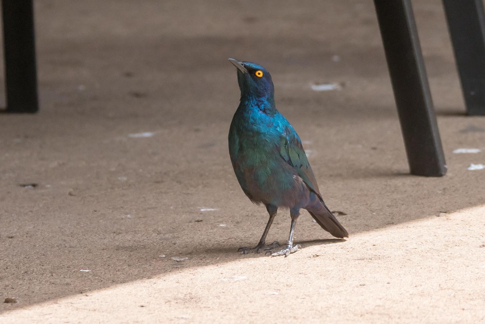 Cape Starling Photo by Gerald Hoekstra