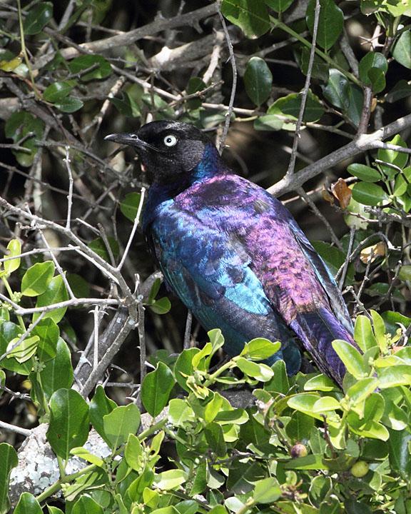 Greater Blue-eared Starling Photo by Jack Jeffrey