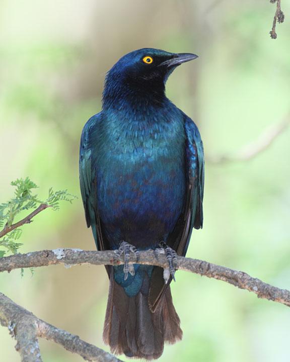 Greater Blue-eared Starling Photo by Jack Jeffrey