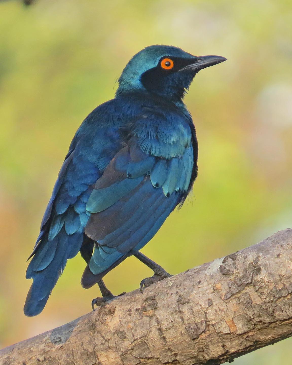 Greater Blue-eared Starling Photo by Peter Boesman