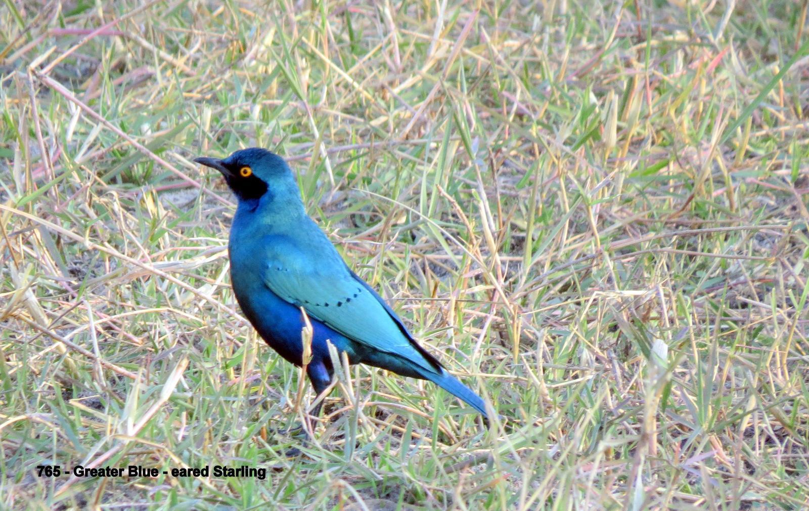 Greater Blue-eared Starling Photo by Richard  Lowe