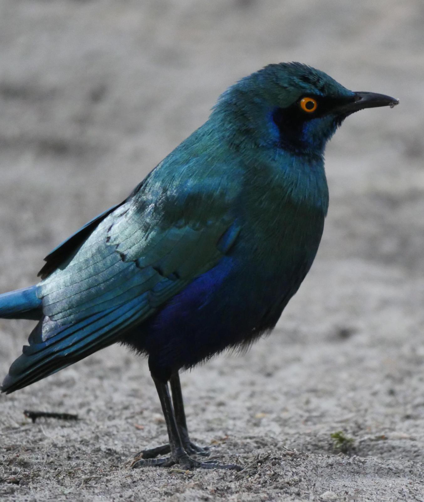 Greater Blue-eared Starling Photo by Peter Lowe