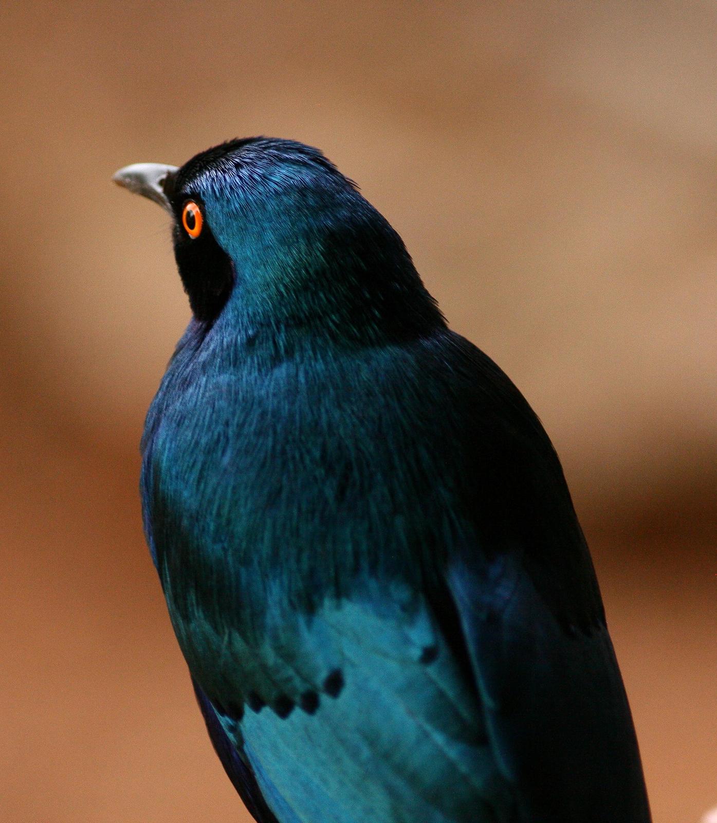 Greater Blue-eared Starling Photo by Lee Harding