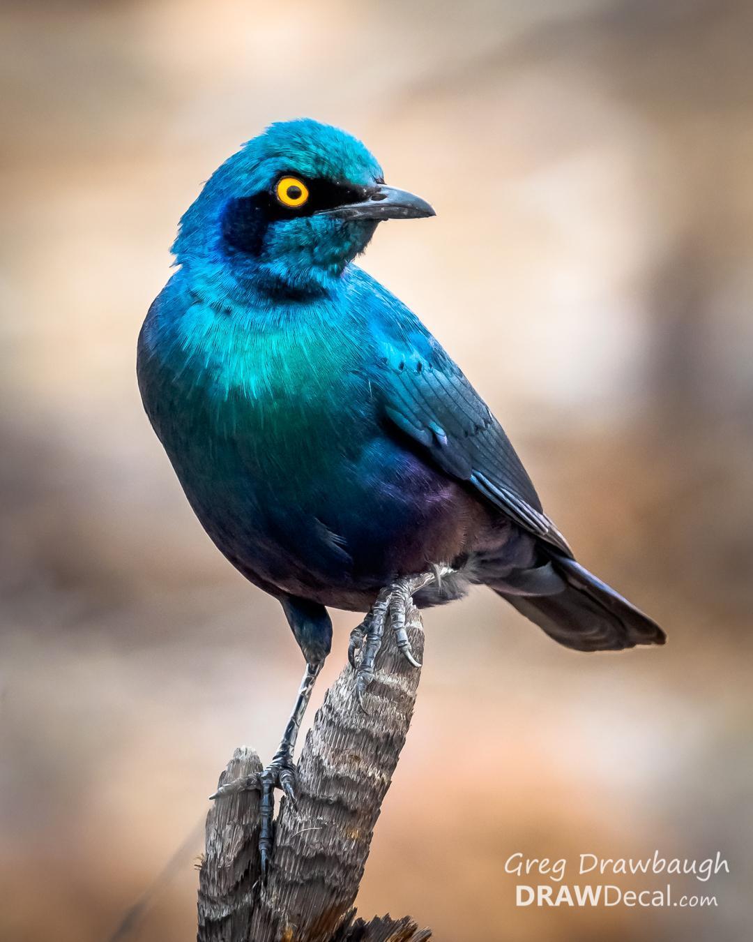 Greater Blue-eared Starling Photo by Greg Drawbaugh