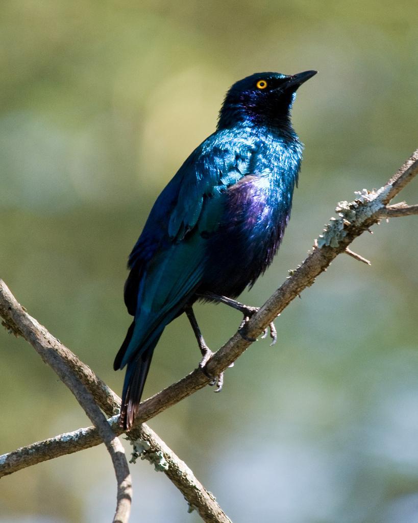 Greater Blue-eared Starling Photo by Carol Foil