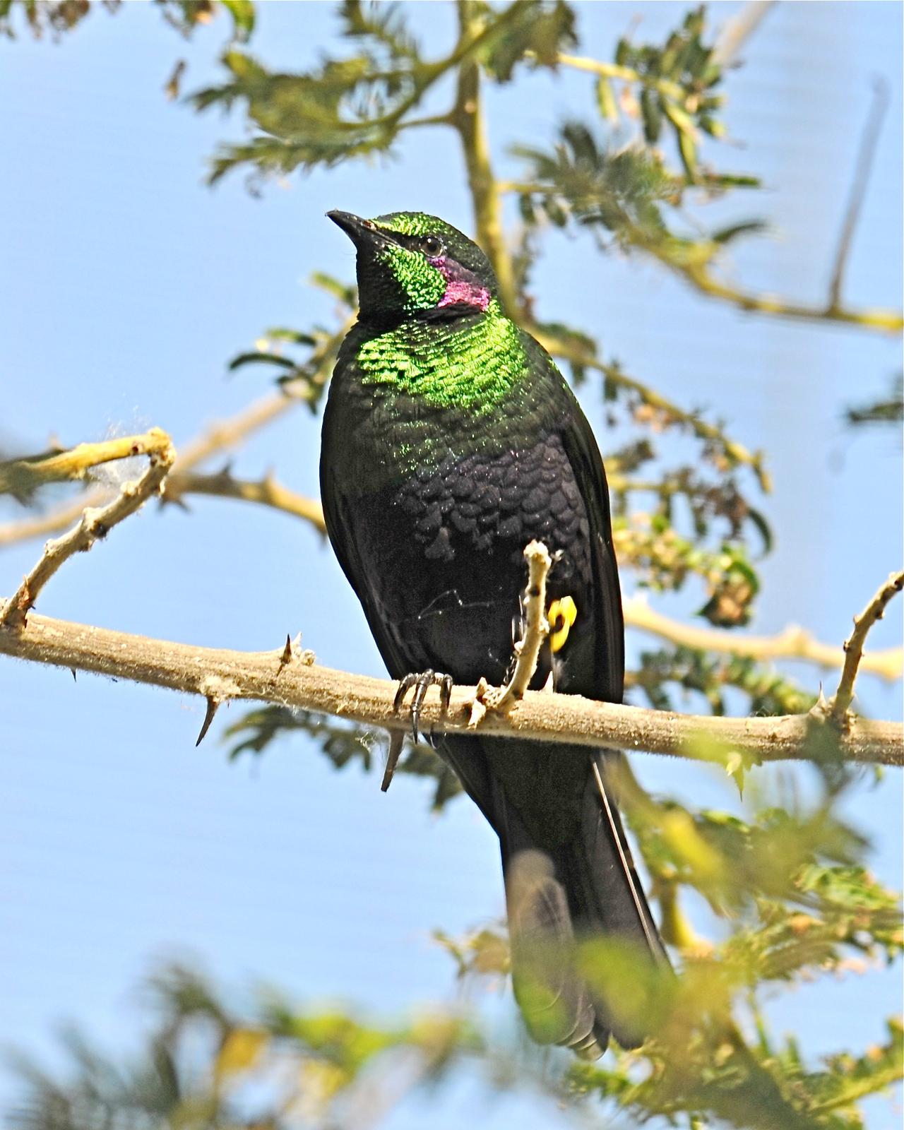 Emerald Starling Photo by Gerald Friesen