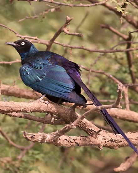 Long-tailed Glossy Starling Photo by Stephen Daly