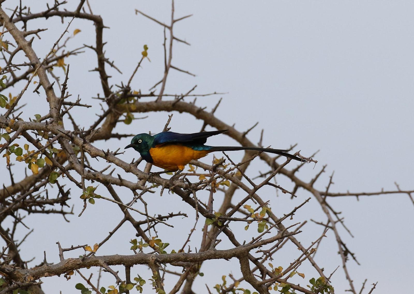 Golden-breasted Starling Photo by Nate Dias