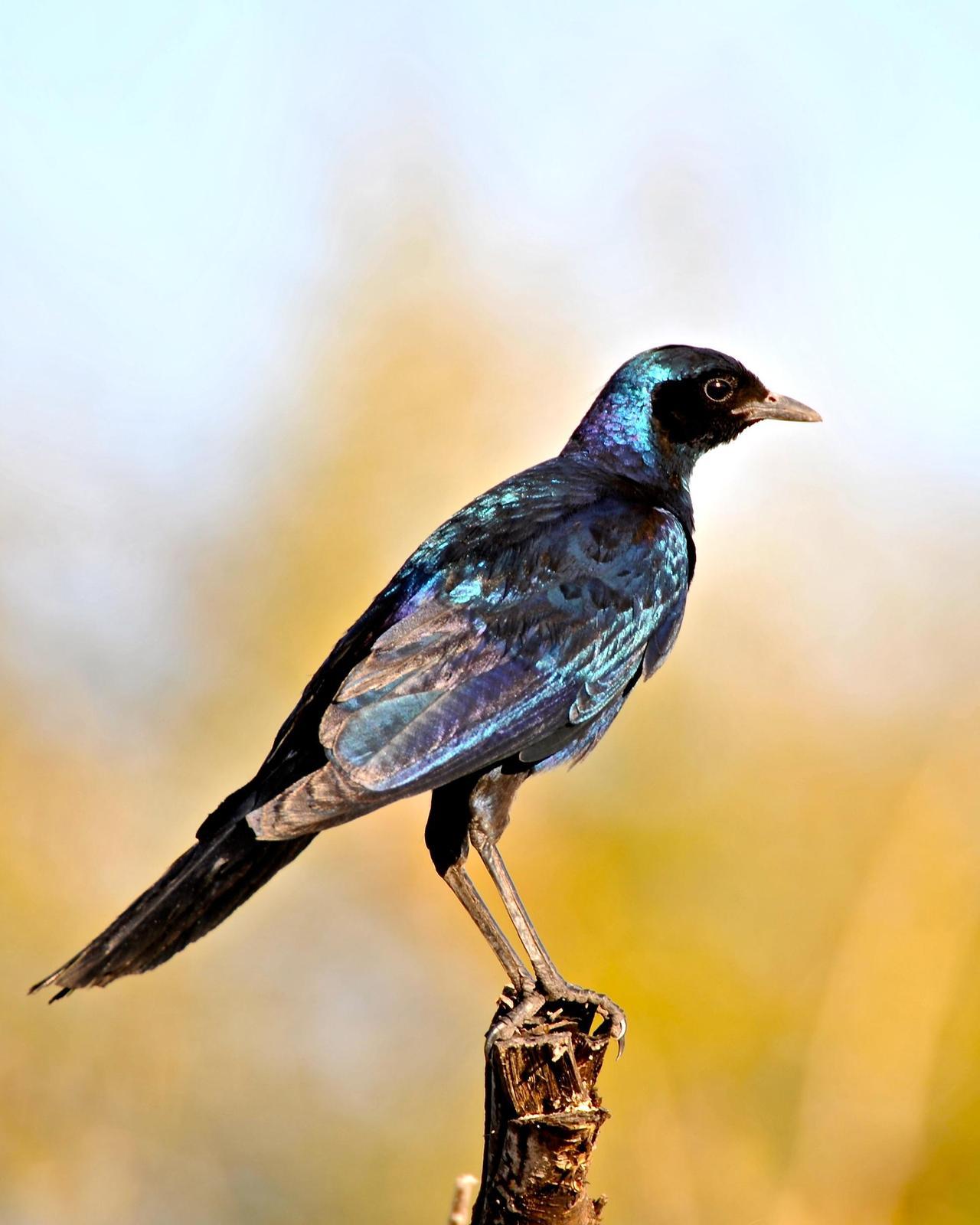 Burchell's Starling Photo by Gerald Friesen
