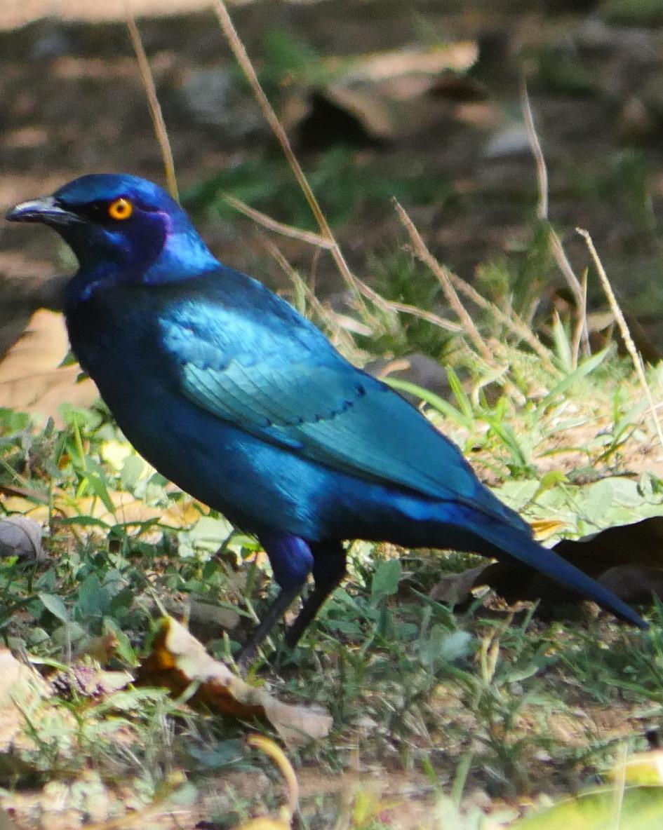 Black-bellied Starling Photo by Peter Lowe