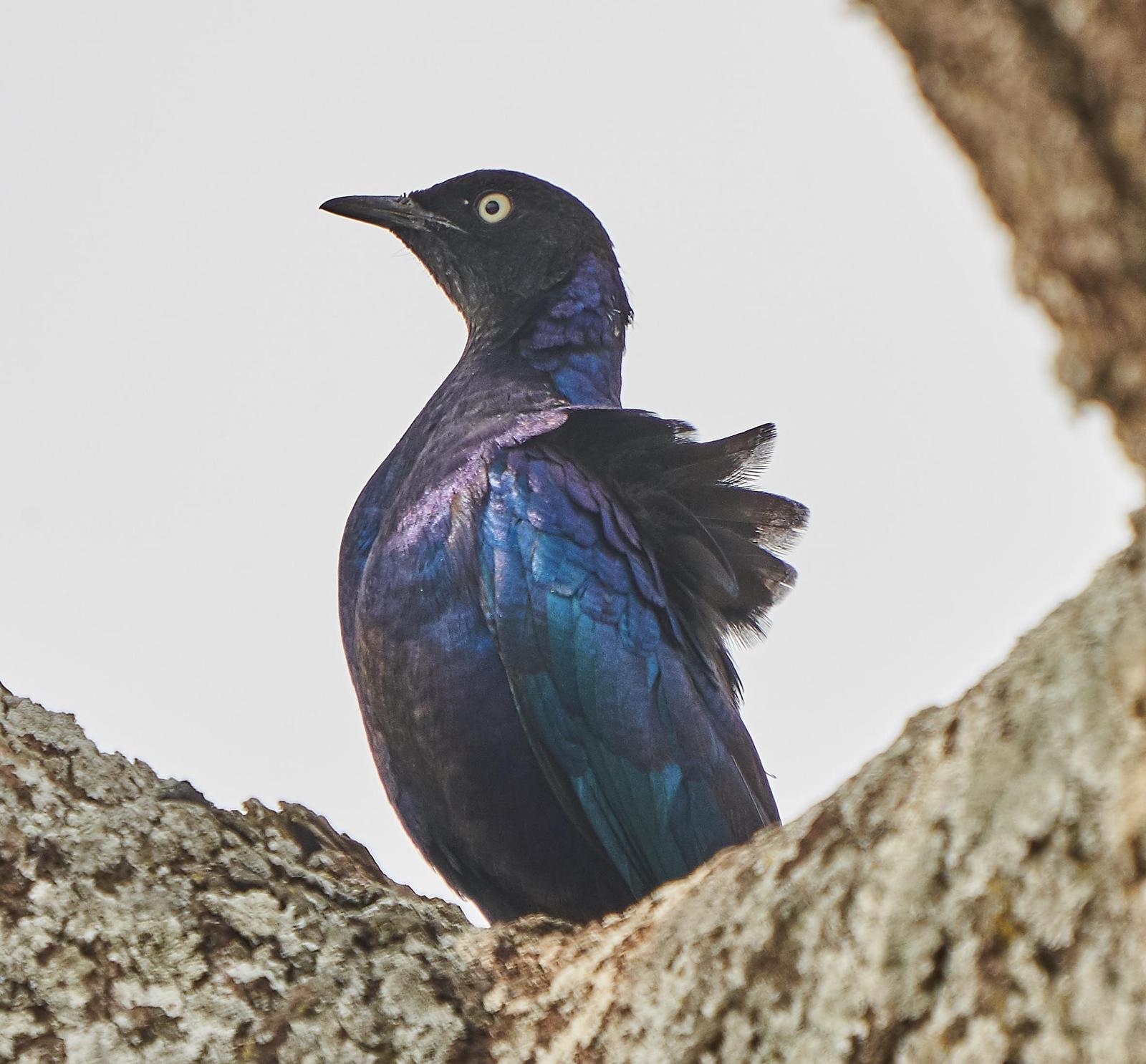 Black-bellied Starling Photo by Steven Cheong