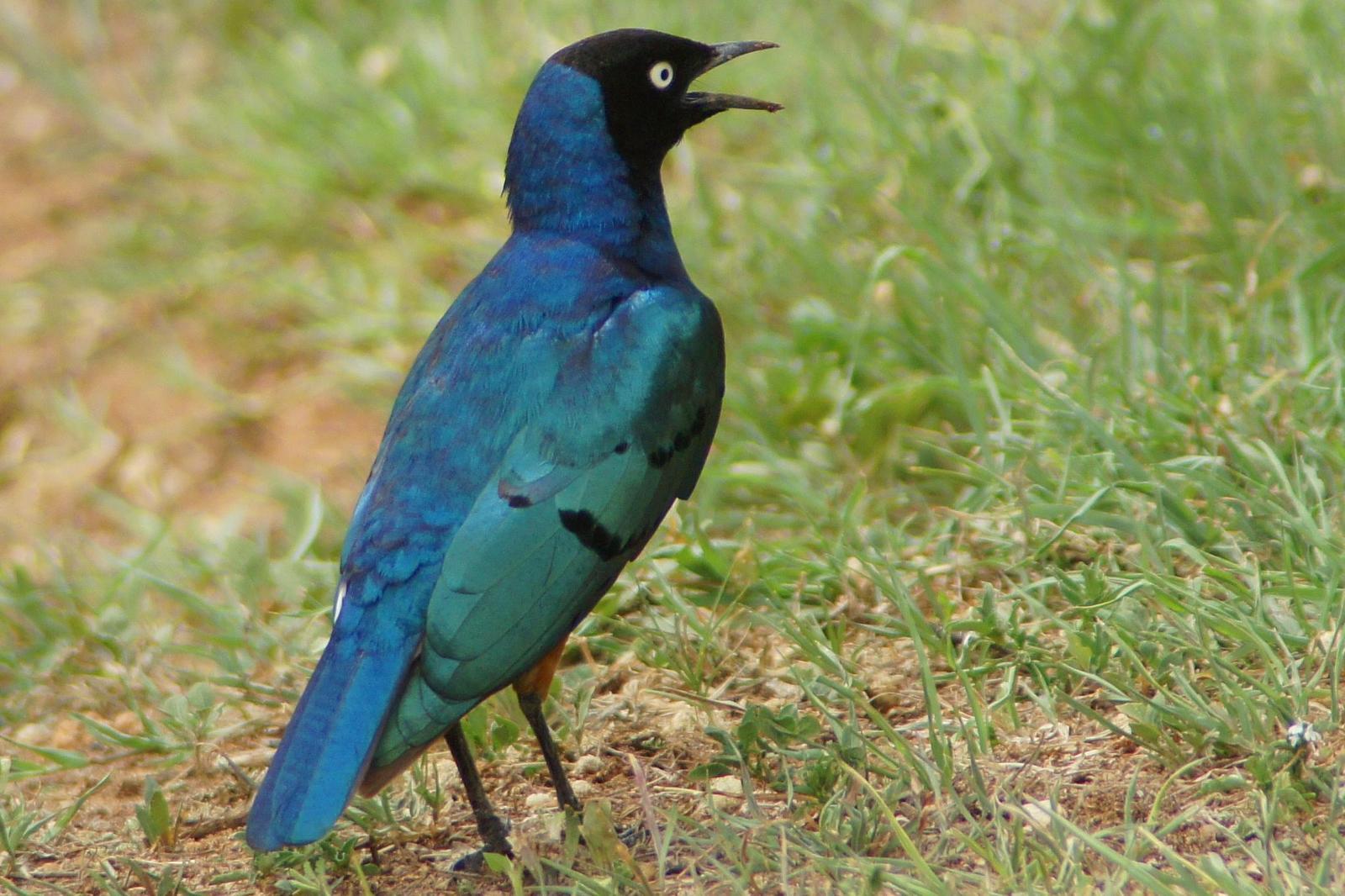 Superb Starling Photo by Charlie  Lawrence 