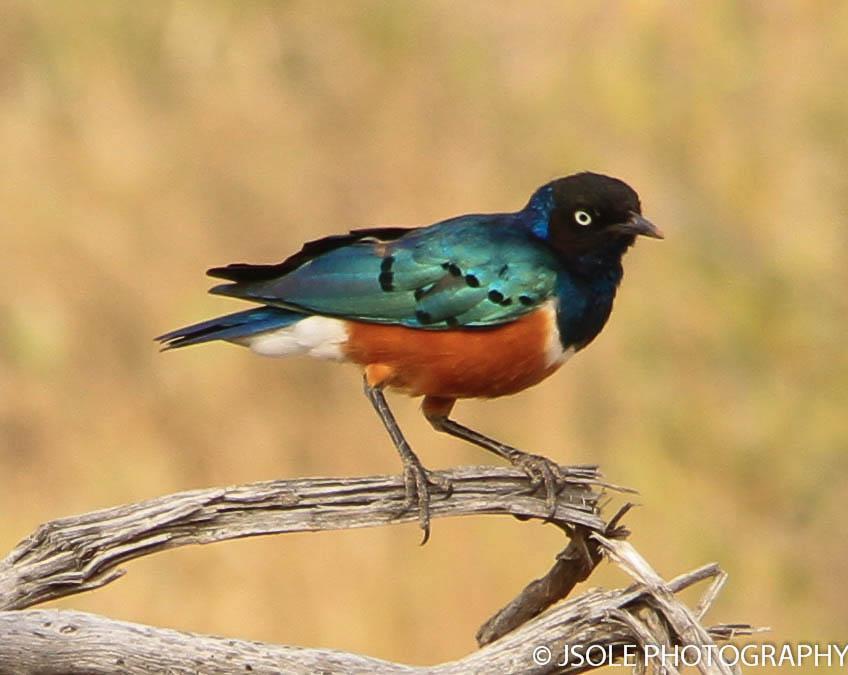 Superb Starling Photo by Jeffery Sole