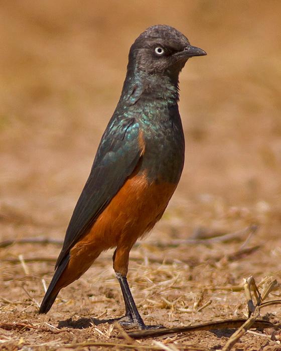 Chestnut-bellied Starling Photo by Stephen Daly