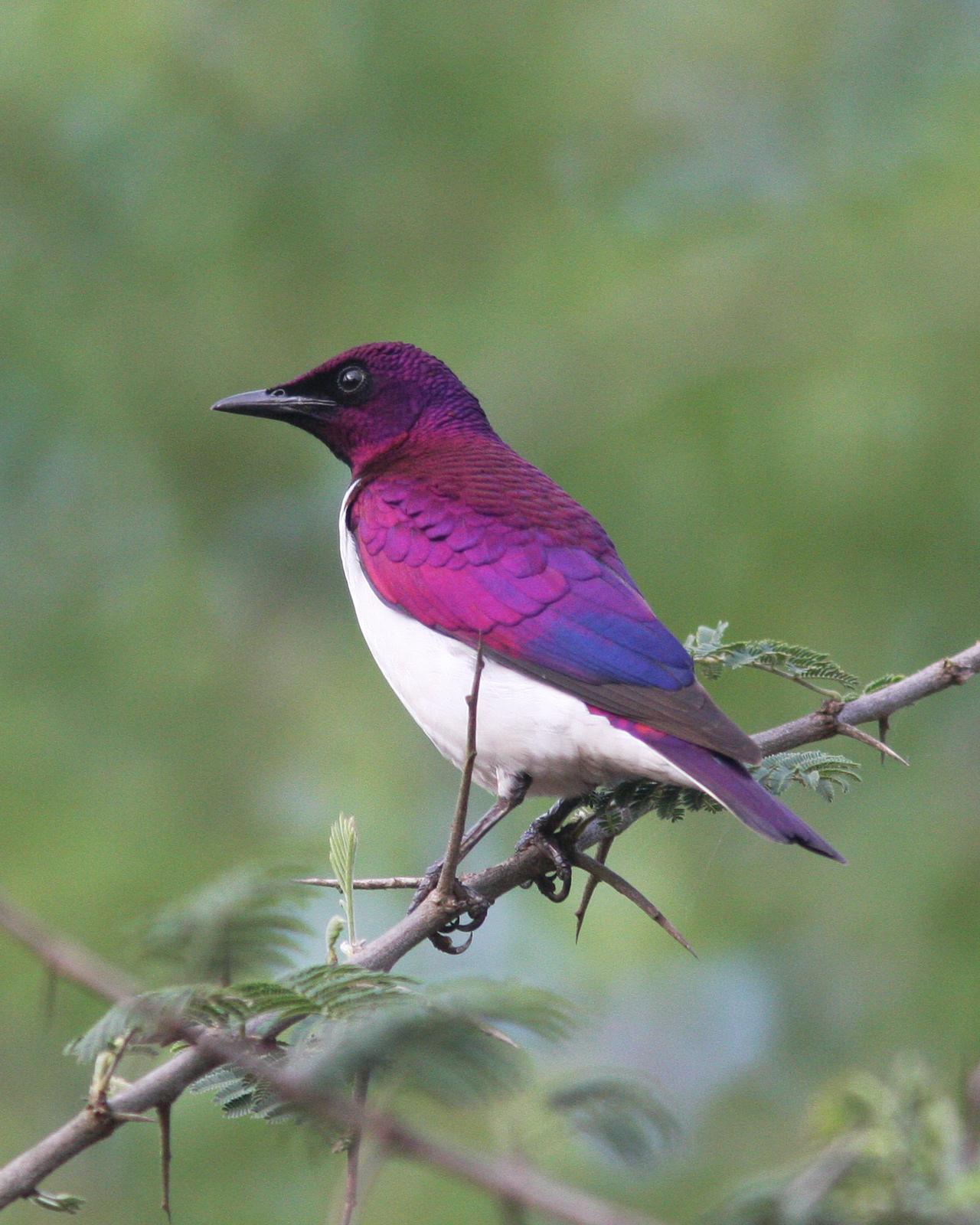 Violet-backed Starling Photo by Henk Baptist