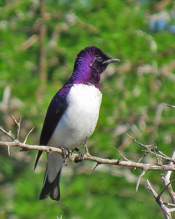 Violet-backed Starling Photo by Peter Boesman
