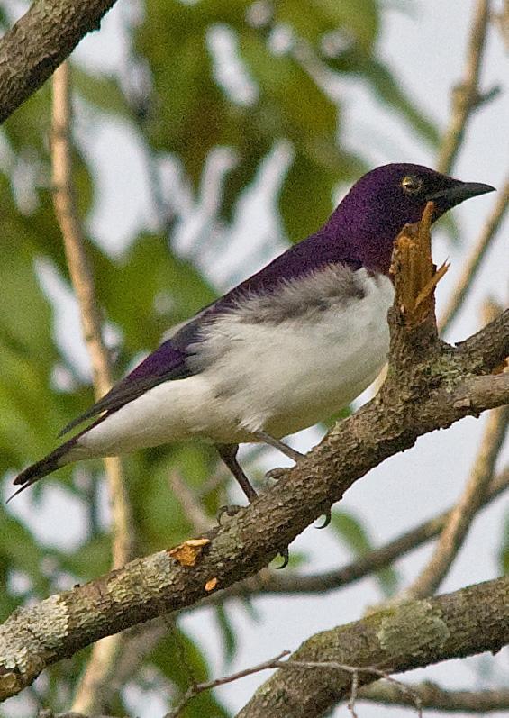 Violet-backed Starling Photo by Carol Foil