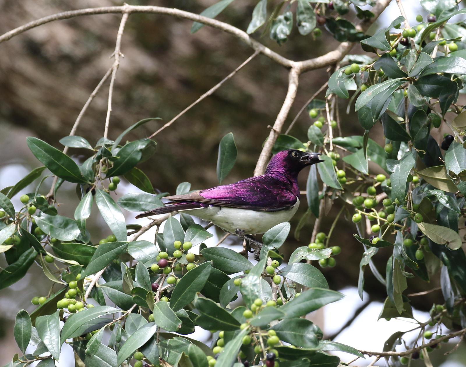 Violet-backed Starling Photo by Nate Dias