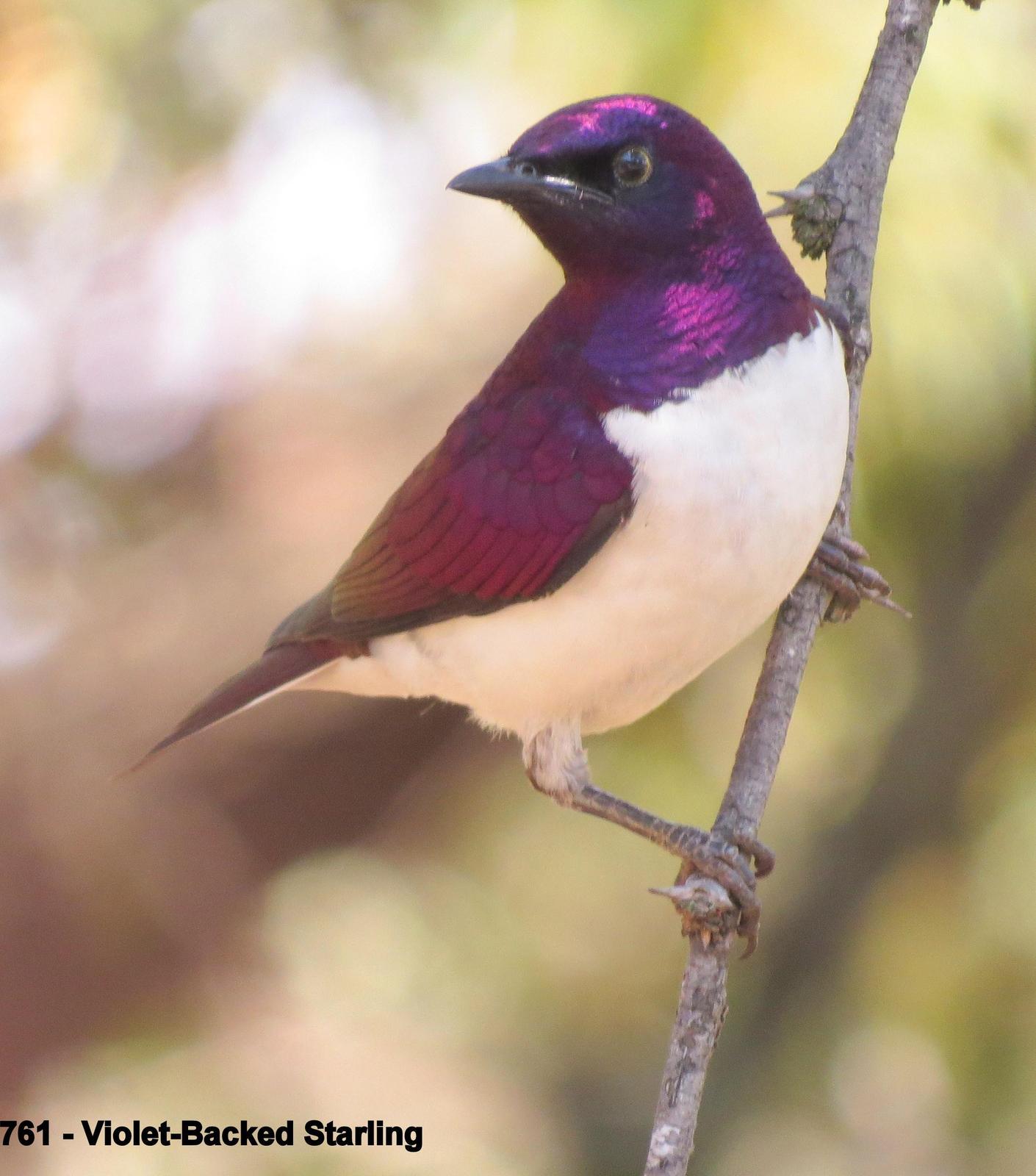 Violet-backed Starling Photo by Richard  Lowe