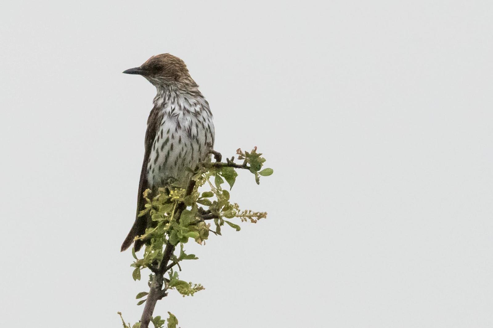 Violet-backed Starling Photo by Gerald Hoekstra