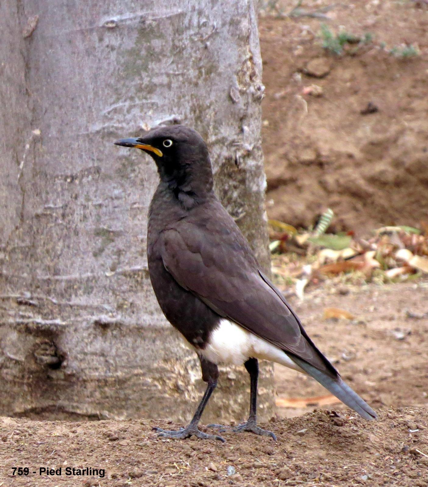 African Pied Starling Photo by Richard  Lowe