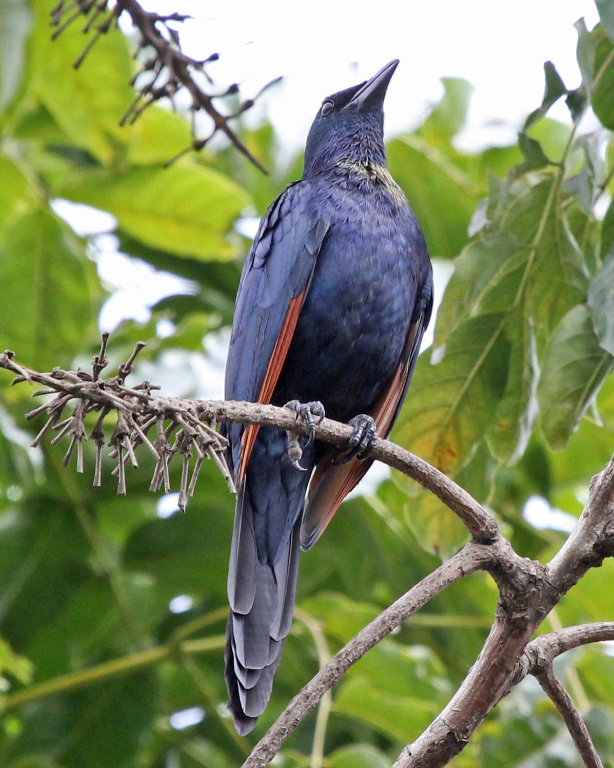 Red-winged Starling Photo by Robert Polkinghorn