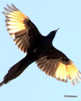 Slender-billed Starling Photo by Frank Gilliland