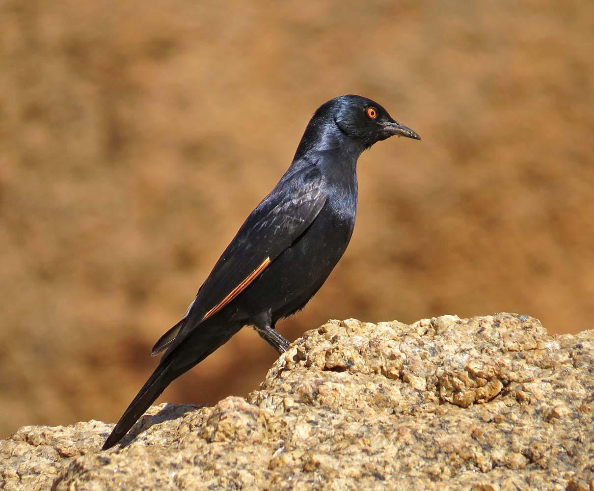 Pale-winged Starling Photo by Peter Boesman