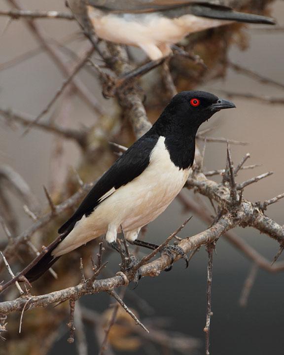 Magpie Starling Photo by Jack Jeffrey