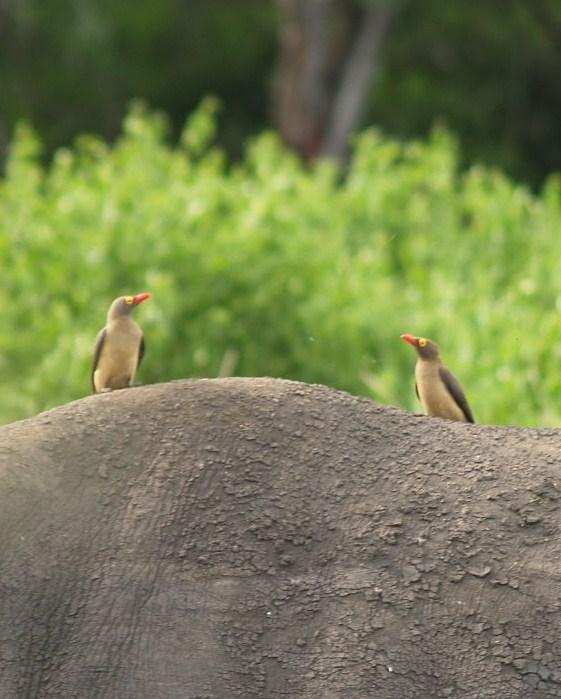 Red-billed Oxpecker Photo by Alex Lamoreaux