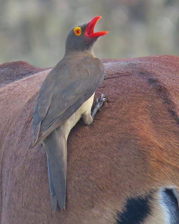 Red-billed Oxpecker Photo by Peter Boesman