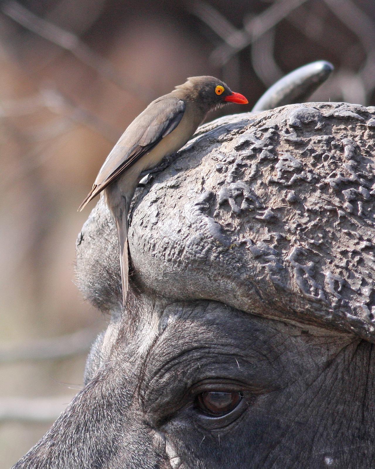 Red-billed Oxpecker Photo by Henk Baptist