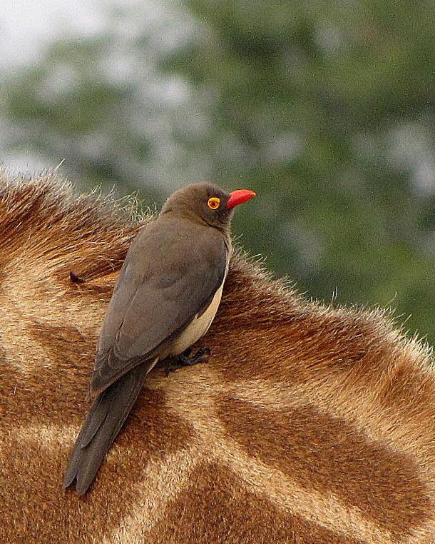 Red-billed Oxpecker Photo by Richard  Lowe