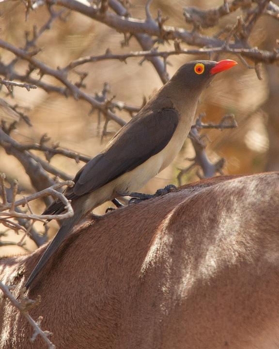 Red-billed Oxpecker Photo by Denis Rivard